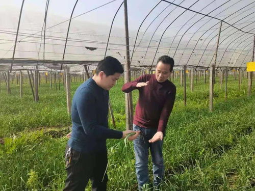 县农业农村局发布早春种植速生菜关键技术