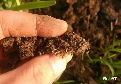 蔬菜想要种得好，地下害虫防治不能少——薯类种植的实用指南