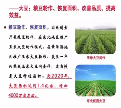 作物种植结构大调整 薯类作物迎来黄金发展期