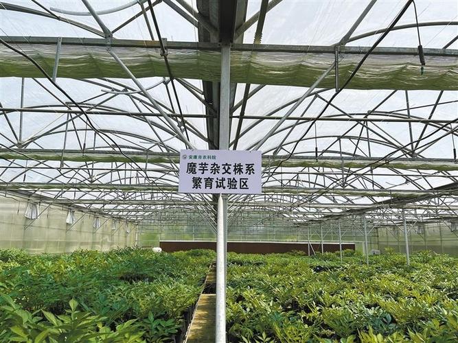 种植|薯类