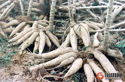 游泰国享美食缺一不可 从薯类种植到视觉味蕾盛宴