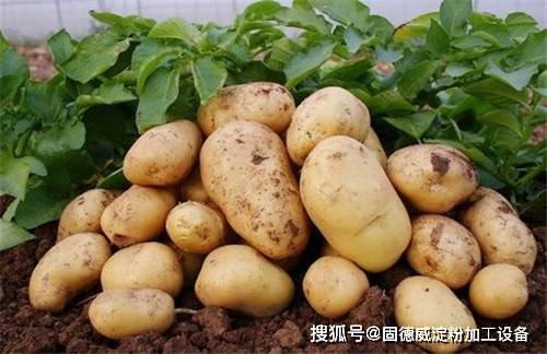 常见薯类作物的最佳种植时间详解